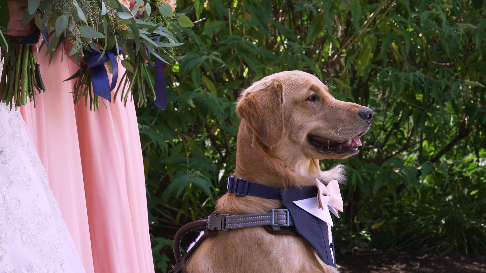 Wedding videography capturing a candid moment with a dog at a wedding